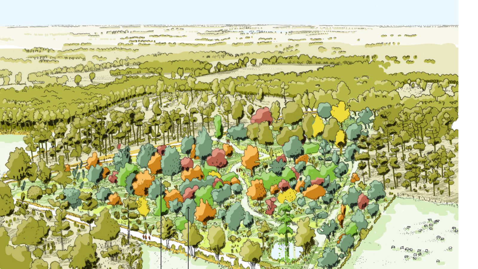 Illustration du Bois de l'Espèr à maturité