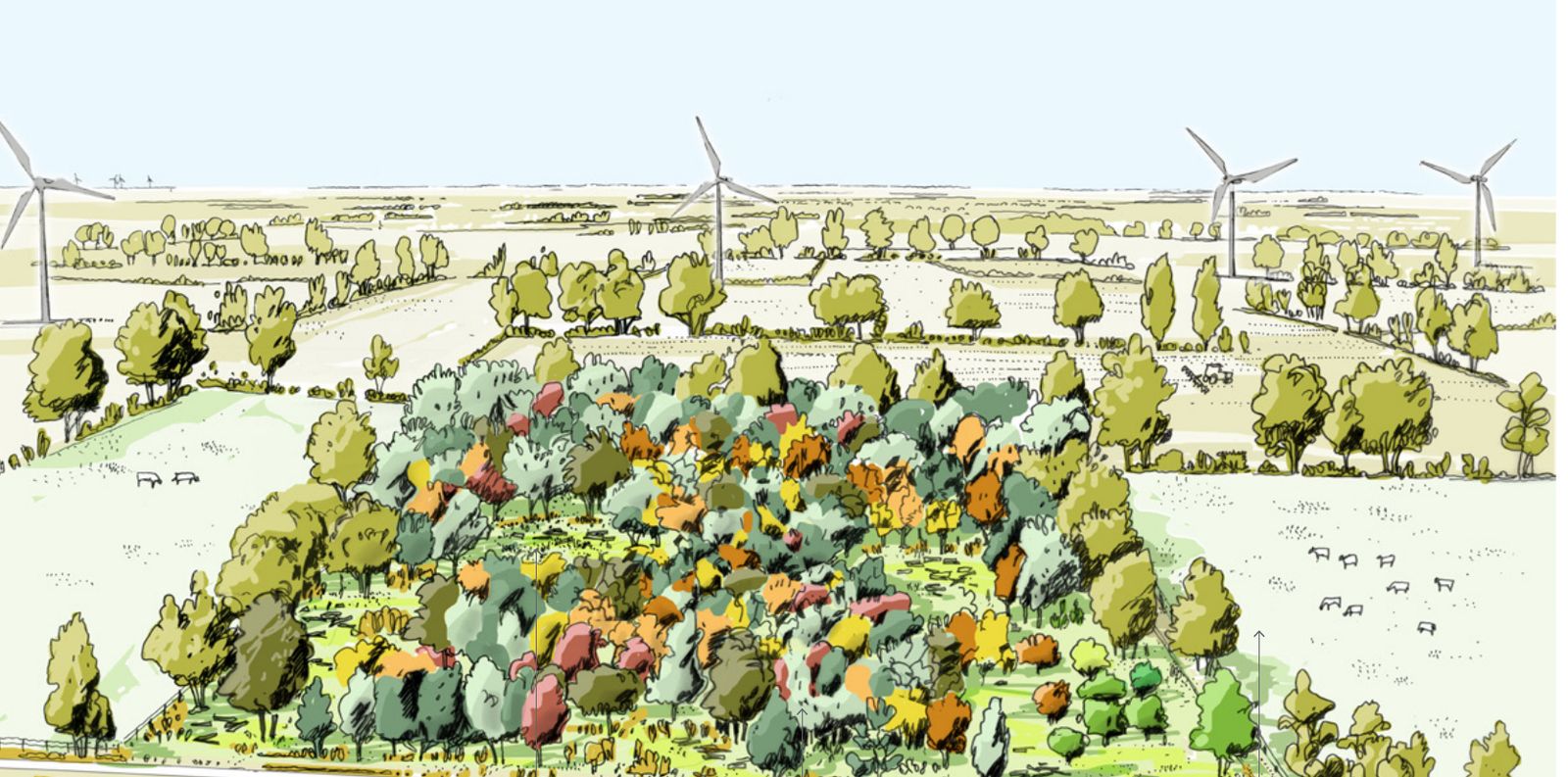 Illustration de la forêt de Plaine-d'Argenson à maturité