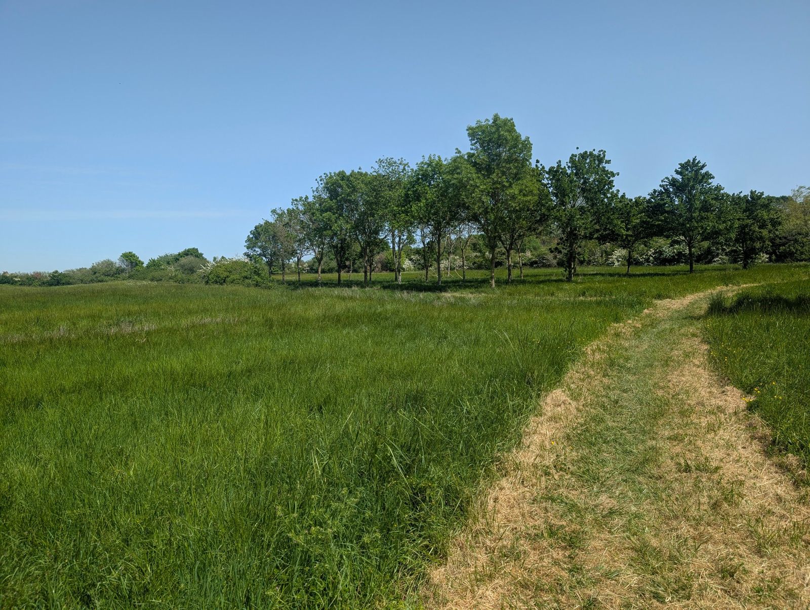 Prairie et alignement d'arbres sur le terrain de Saint-Michel-en-l'Herm